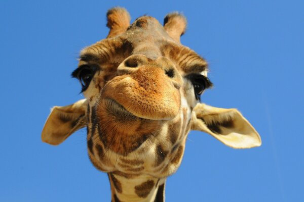 Pensive giraffe muzzle close-up