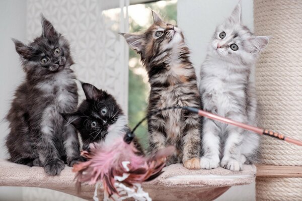 Different Maine Coon kittens