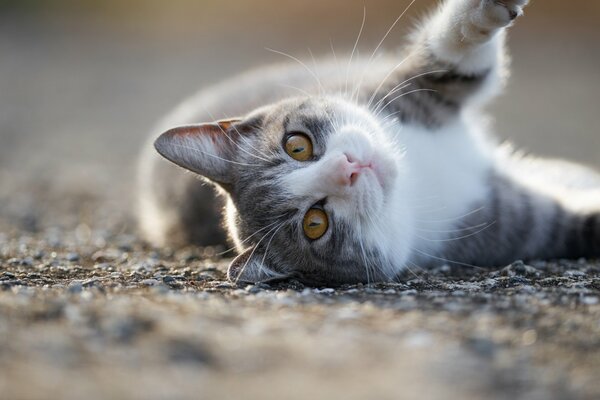 Chat gris traînant sur la route