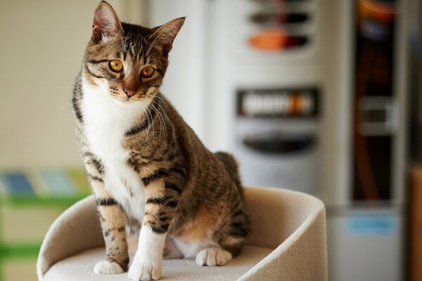 Gato casero sentado en una silla