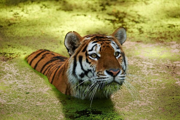 Una grande tigre nuota nell acqua