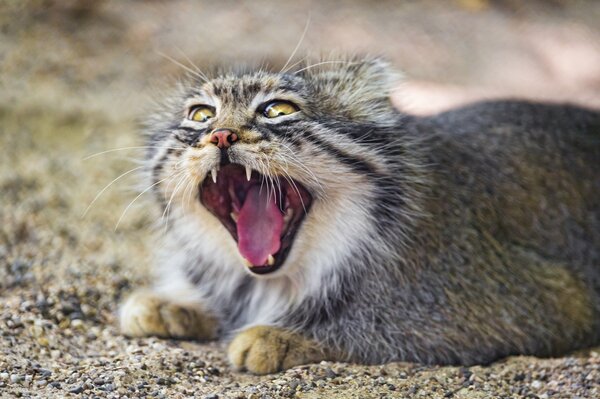 Big yawn of a furry cat