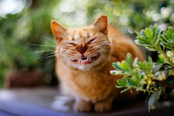 Chat souriant dans la nature