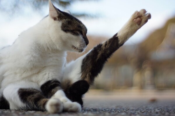 The cat pulls a paw on the asphalt