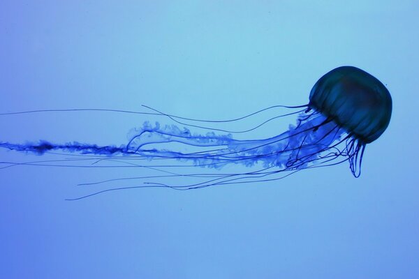Nell abisso blu, una bella Medusa