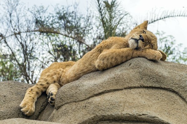 Un León duerme Dulcemente sobre una piedra