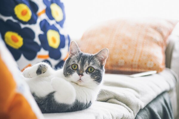 Die Katze ruht sich auf dem Bett aus und legt die Beine vor sich zusammen