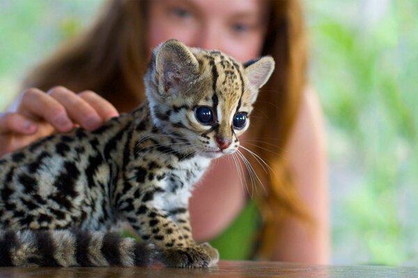 An ocelot kitten being stroked by a girl