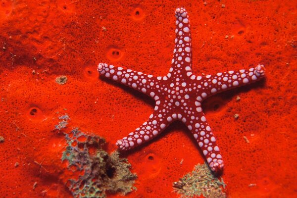 Roter Seestern an einem leuchtend roten Boden