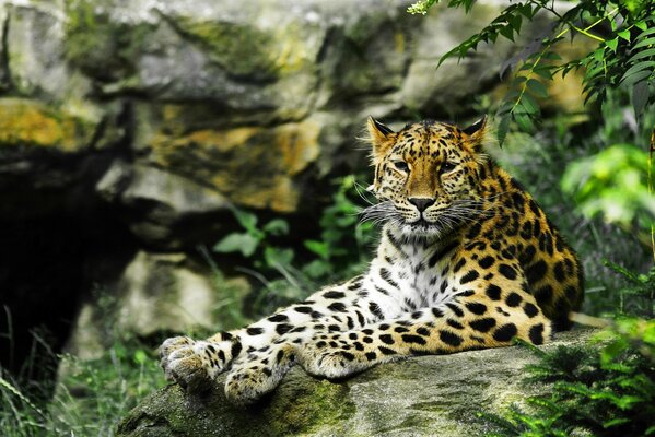 Un léopard prédateur regarde au loin