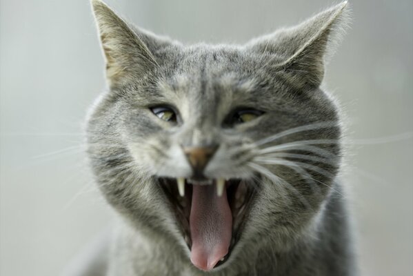 Lustige graue Katze mit schrägen Augen gähnt