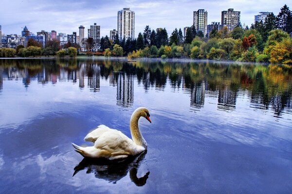 A swan swims in a pond with a background on the city