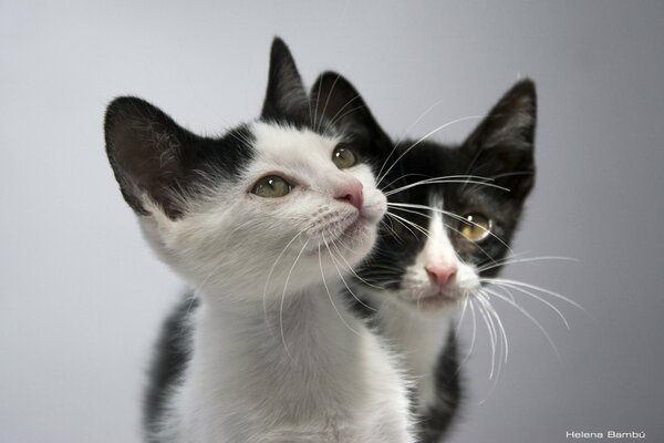 Merveilleux couple de chatons blancs et noirs