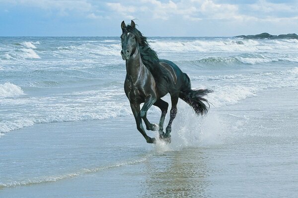 Laufendes Pferd am Meer entlang
