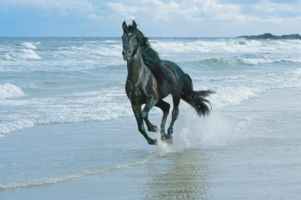 Running horse along the seashore