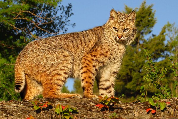 Wild cat in nature close-up