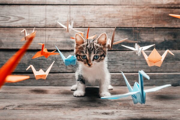 Paper cranes around a fluffy kitten