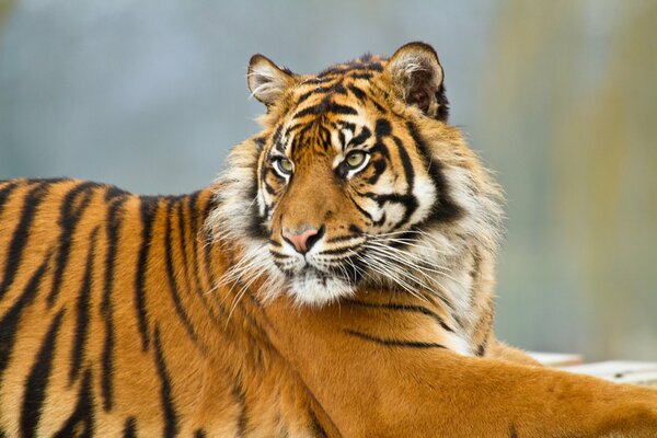 Суматранский тигр отдыхает лежа