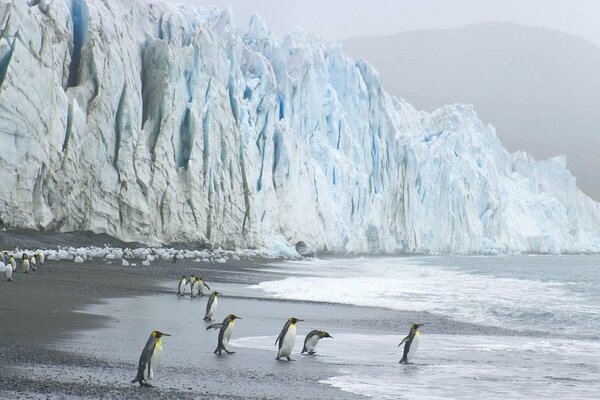 Pingouins au bord de la mer près du glacier
