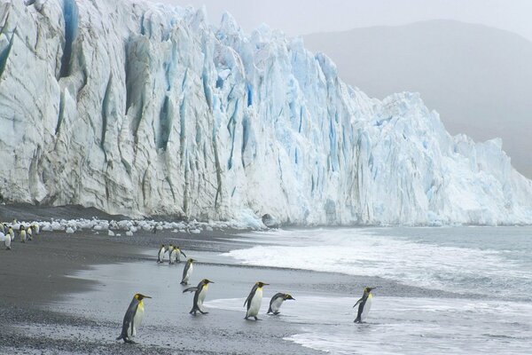 Pinguini in riva al mare vicino al ghiacciaio