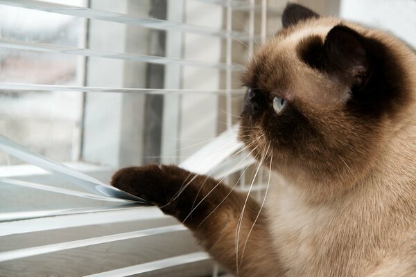 The cat looks out the window through the blinds