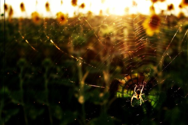 A spider sits on a large web