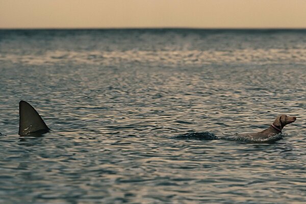 Chien dans la mer et nageoire de requin