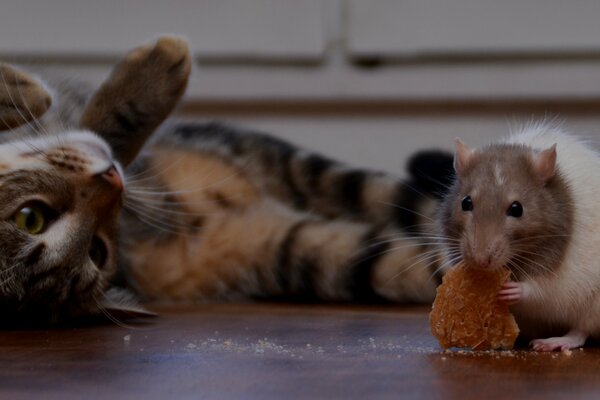 Eine Ratte und eine Katze sind miteinander befreundet