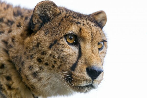 Le regard effronté d un beau guépard