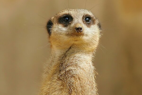 Ein Erdmännchen-Look. Nase im Sand