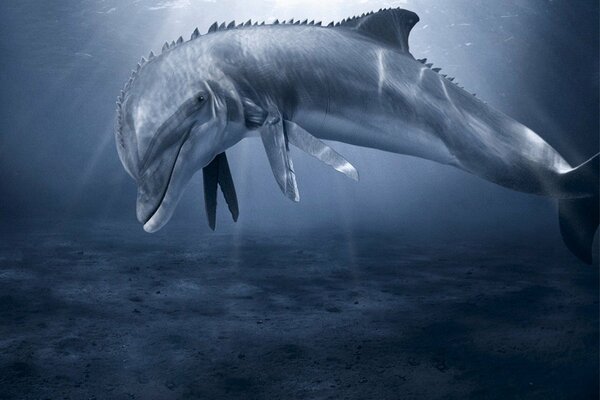 Delfino al sole sott acqua