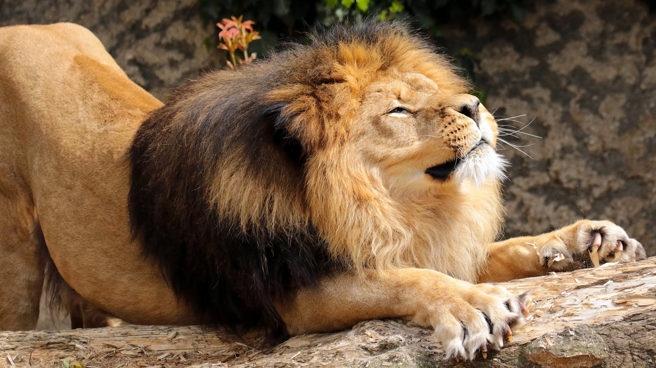 löwe könig der tiere mähne schlürfen