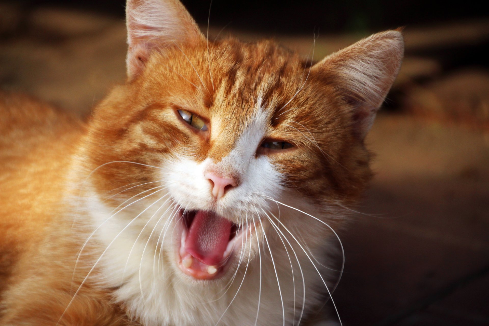 gatto gatto kote animali rosso sole sbadiglia bocca zanne lingua occhi baffi muso pelliccia