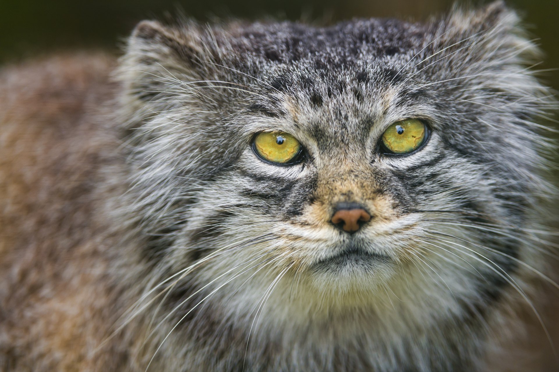 manul chat museau portrait regard ©tambako the jaguar