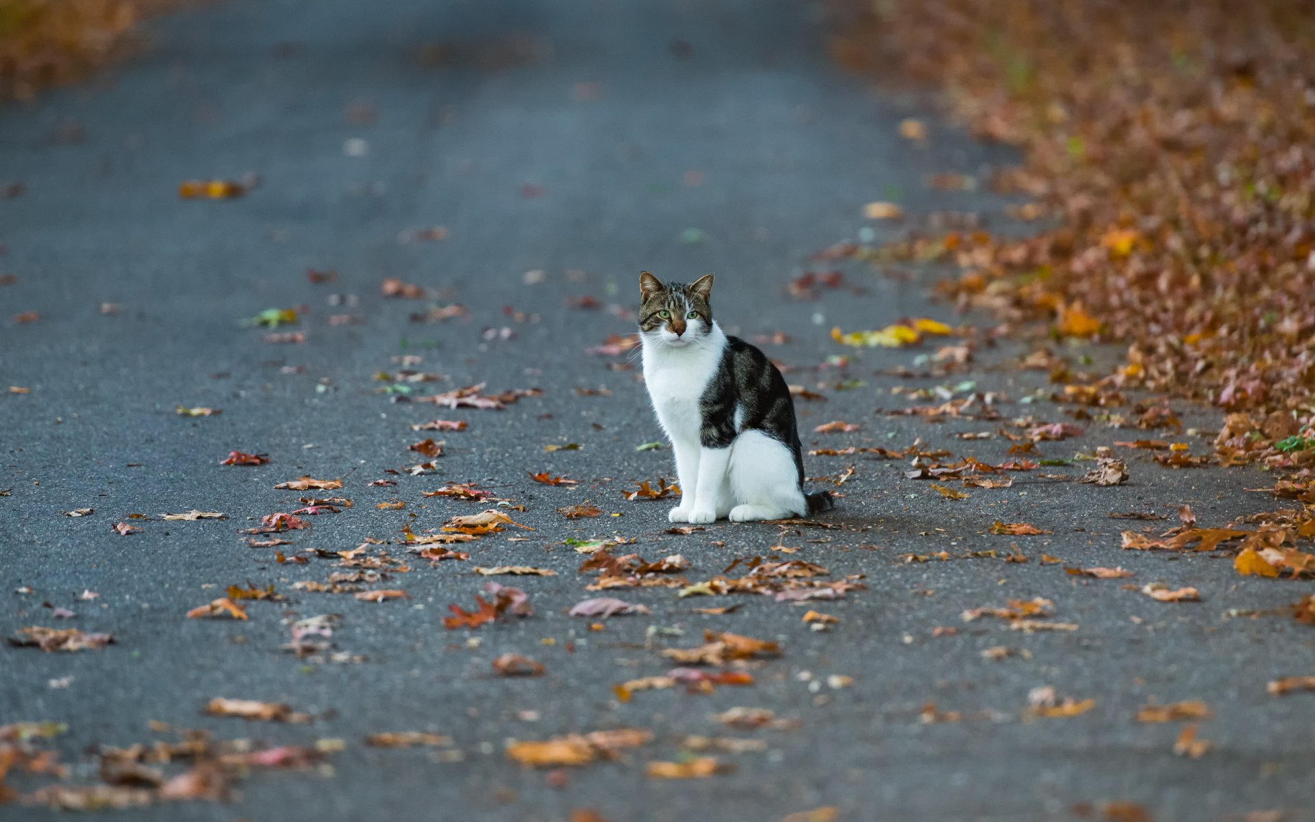 chat rue automne