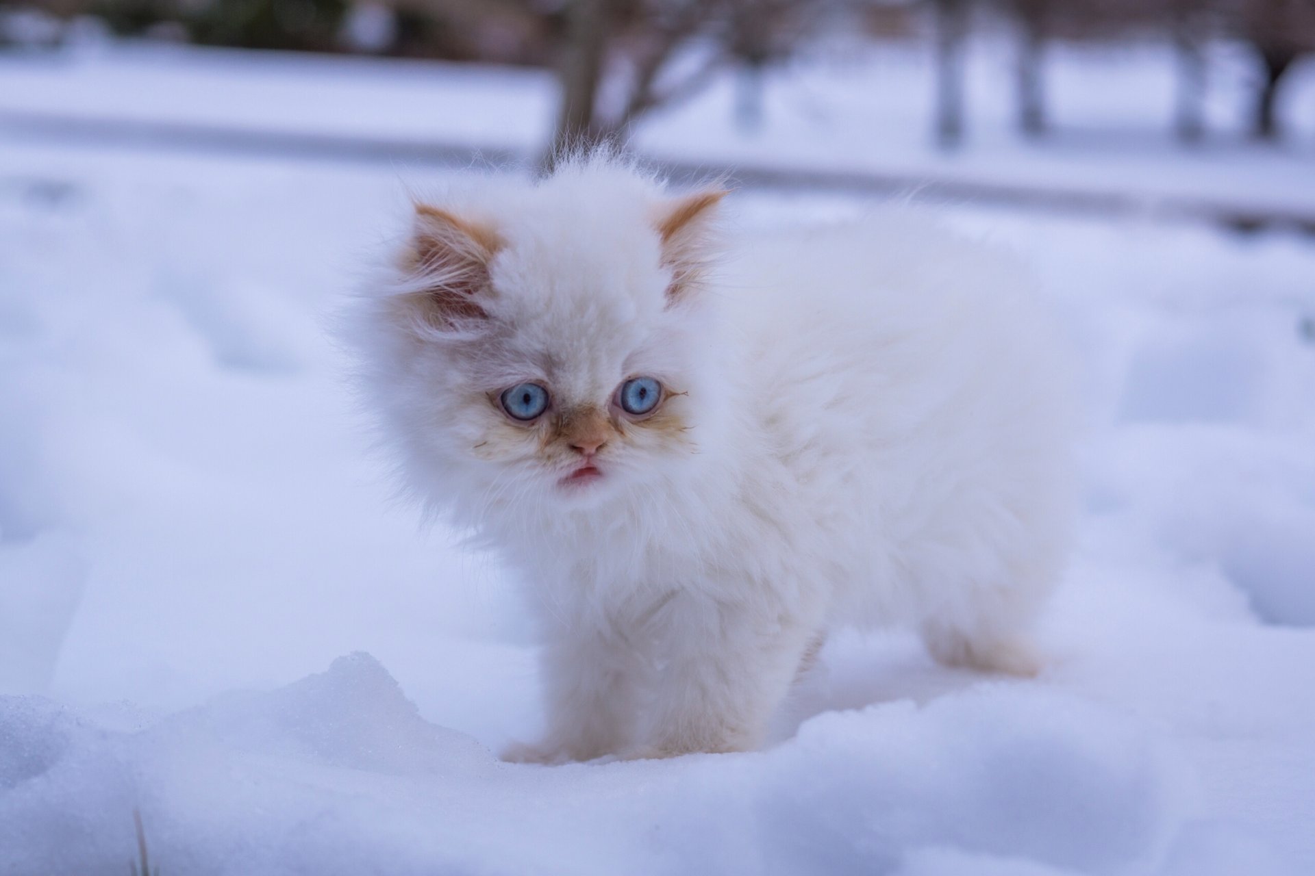 blanco peludo ojos azules nieve invierno