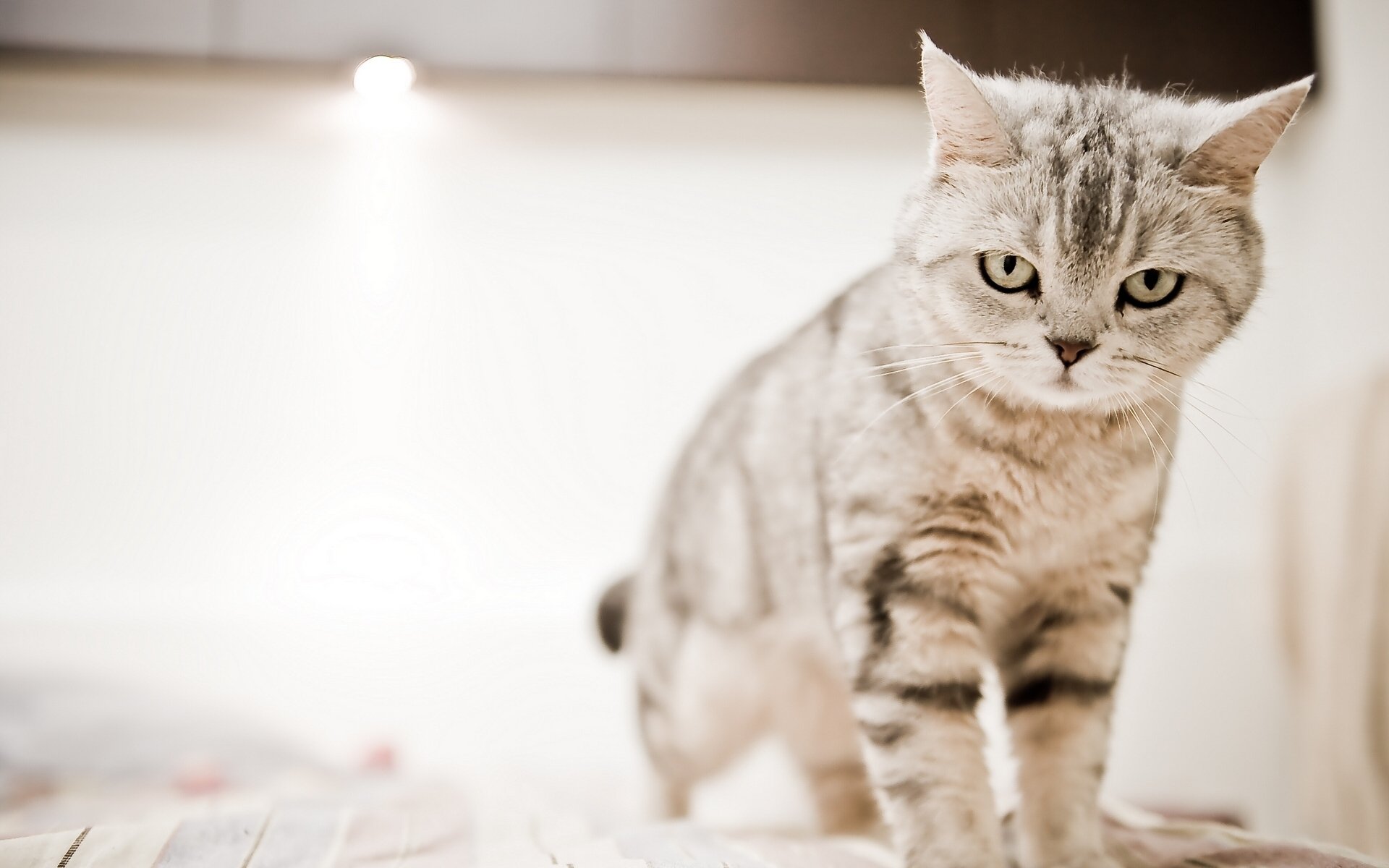 chat chat en colère