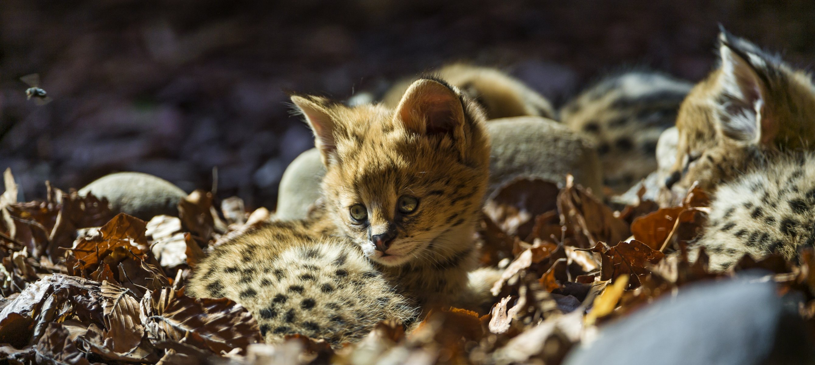 serval gato niño hojas ©tambako the jaguar