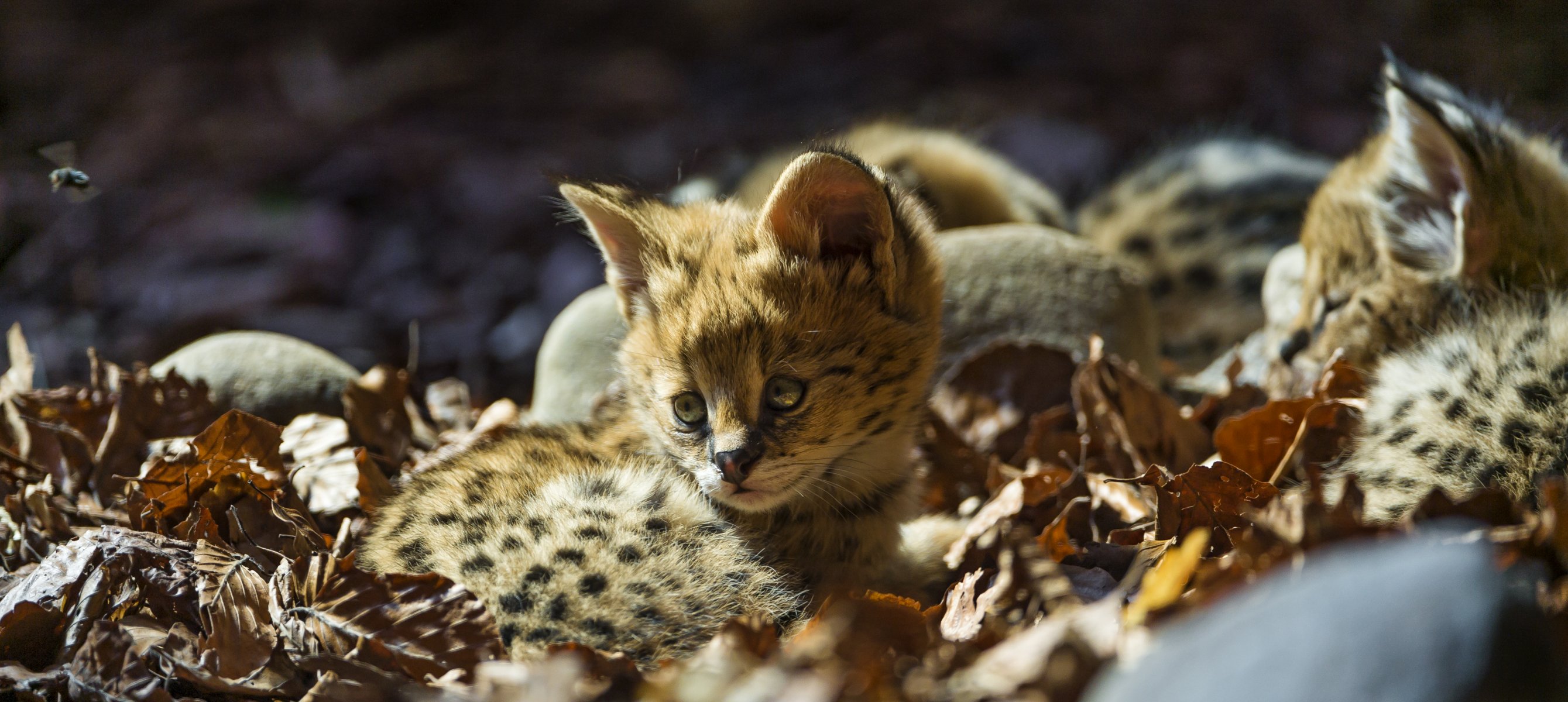 serval katze kleinkind blätter ©tambako der jaguar
