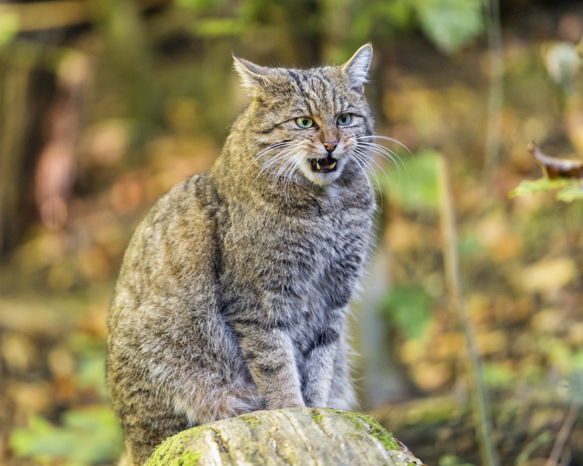 chat sauvage chat de la forêt chat ©tambako the jaguar