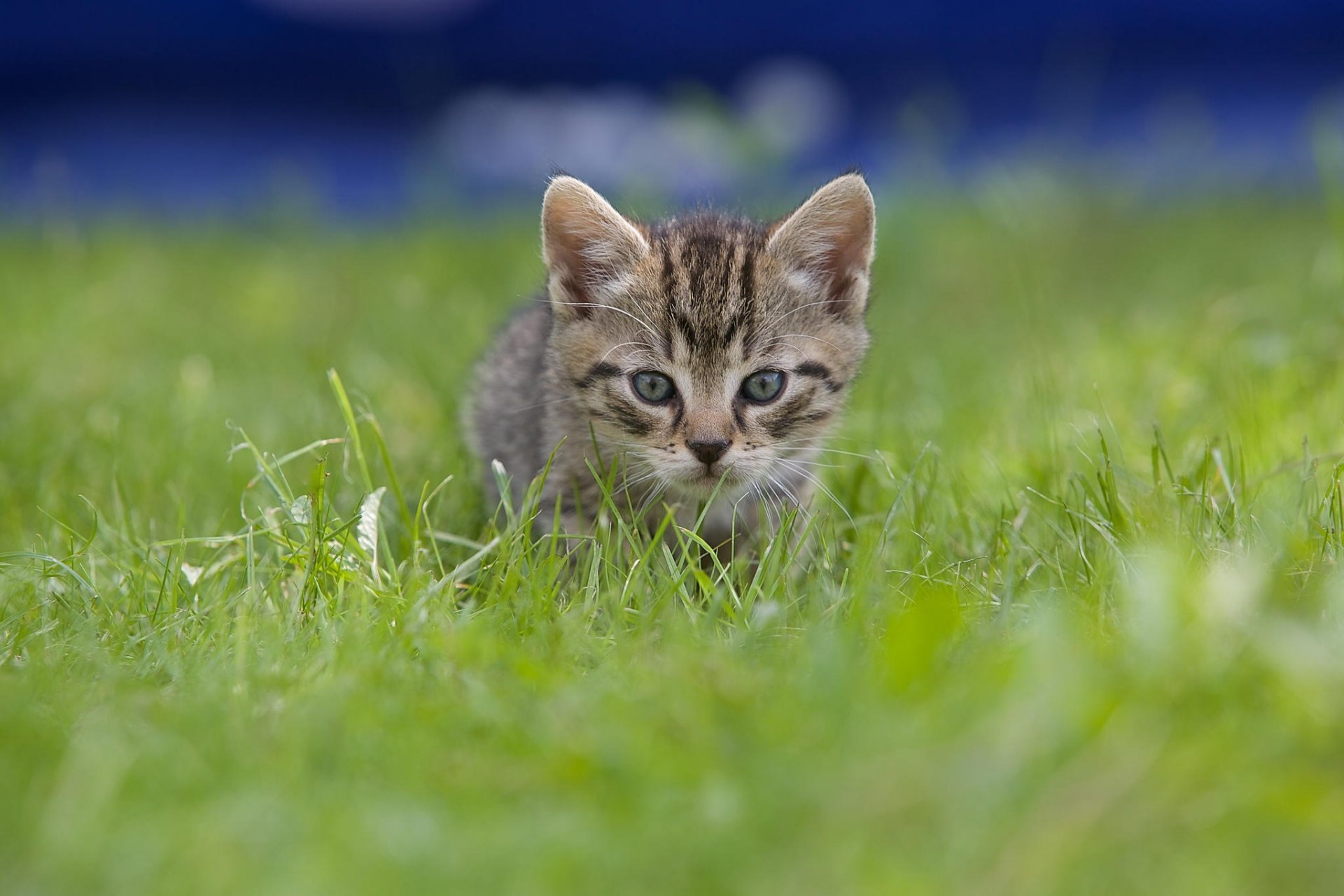 cat grass kitten grey babe