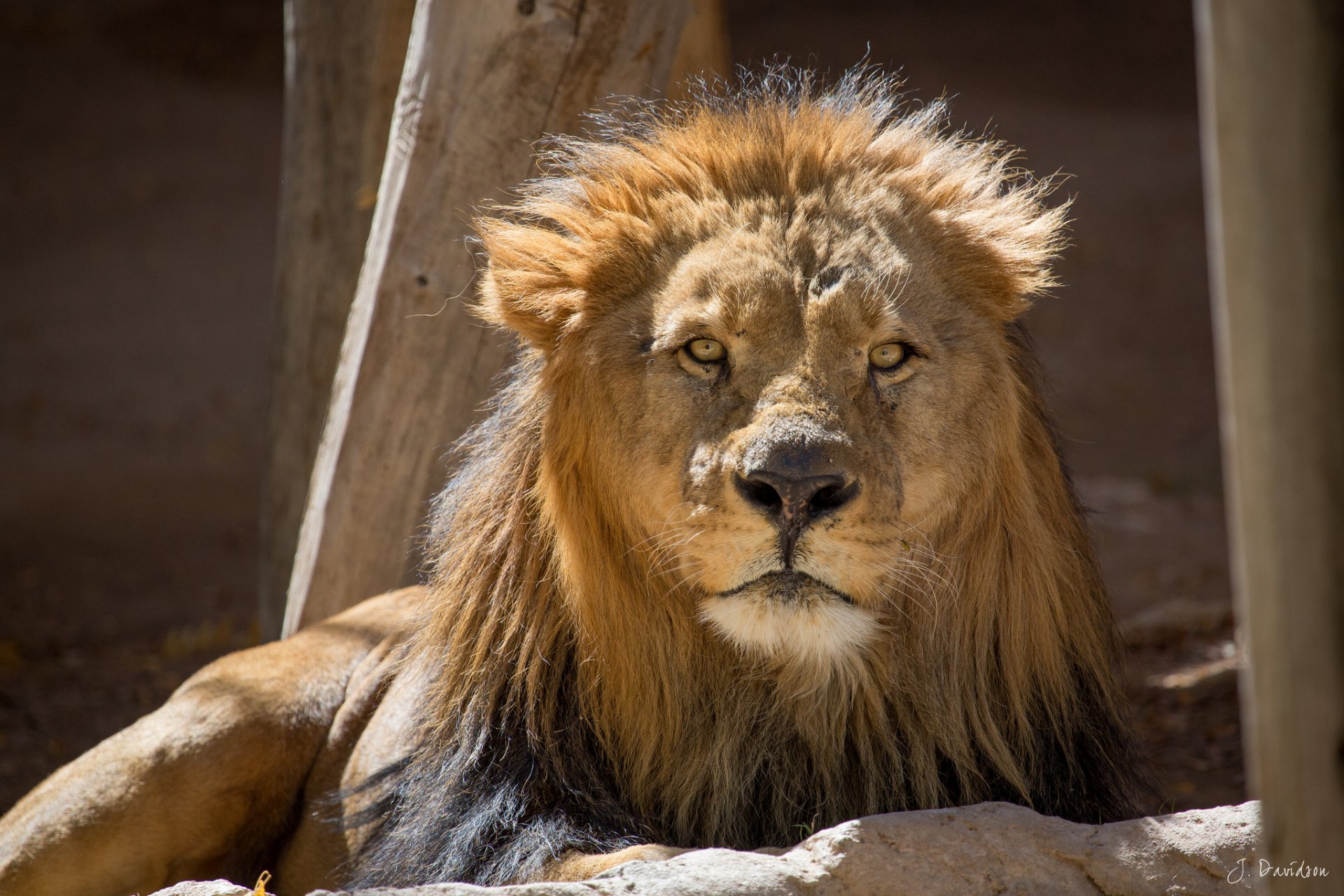 lion museau regard repos