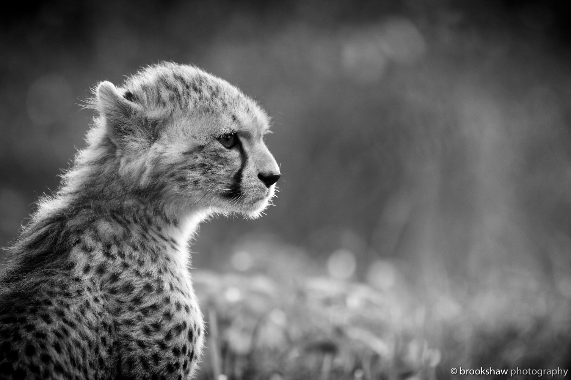 cheetah young wild cat predator face section black and white