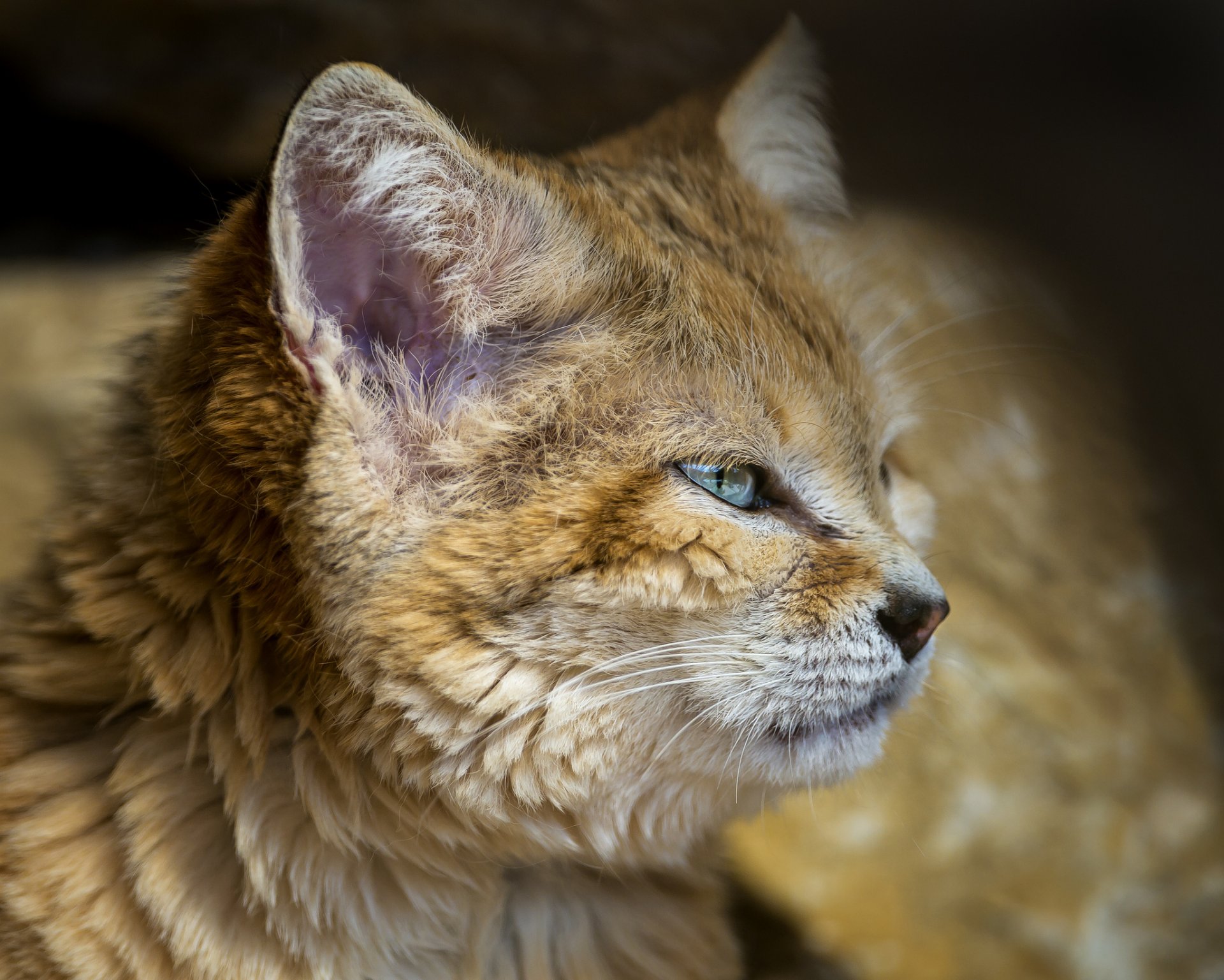 barkhans cat sand cat cat © tambako the jaguar