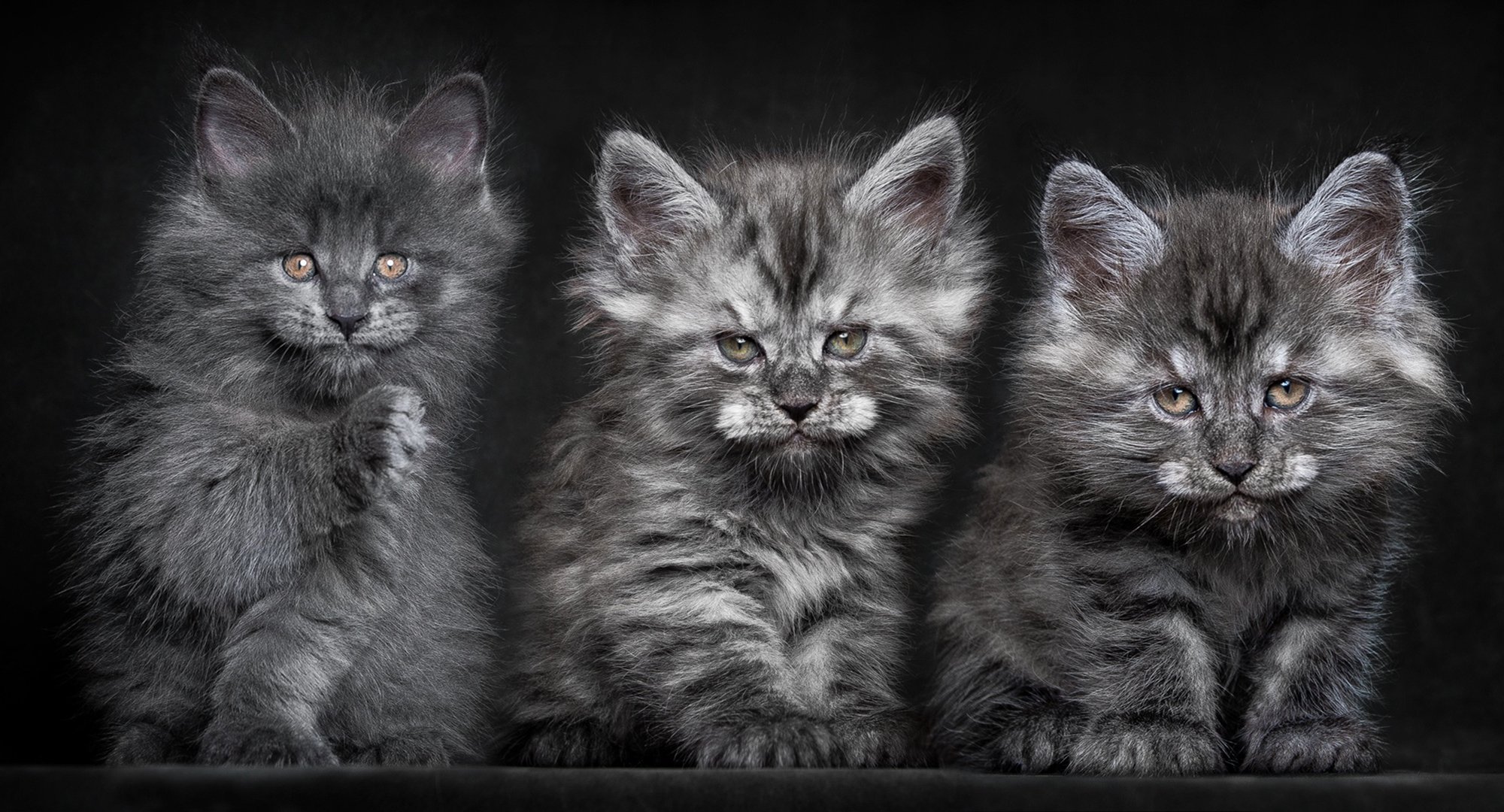 chatons chats gris maine coons moelleux trinité