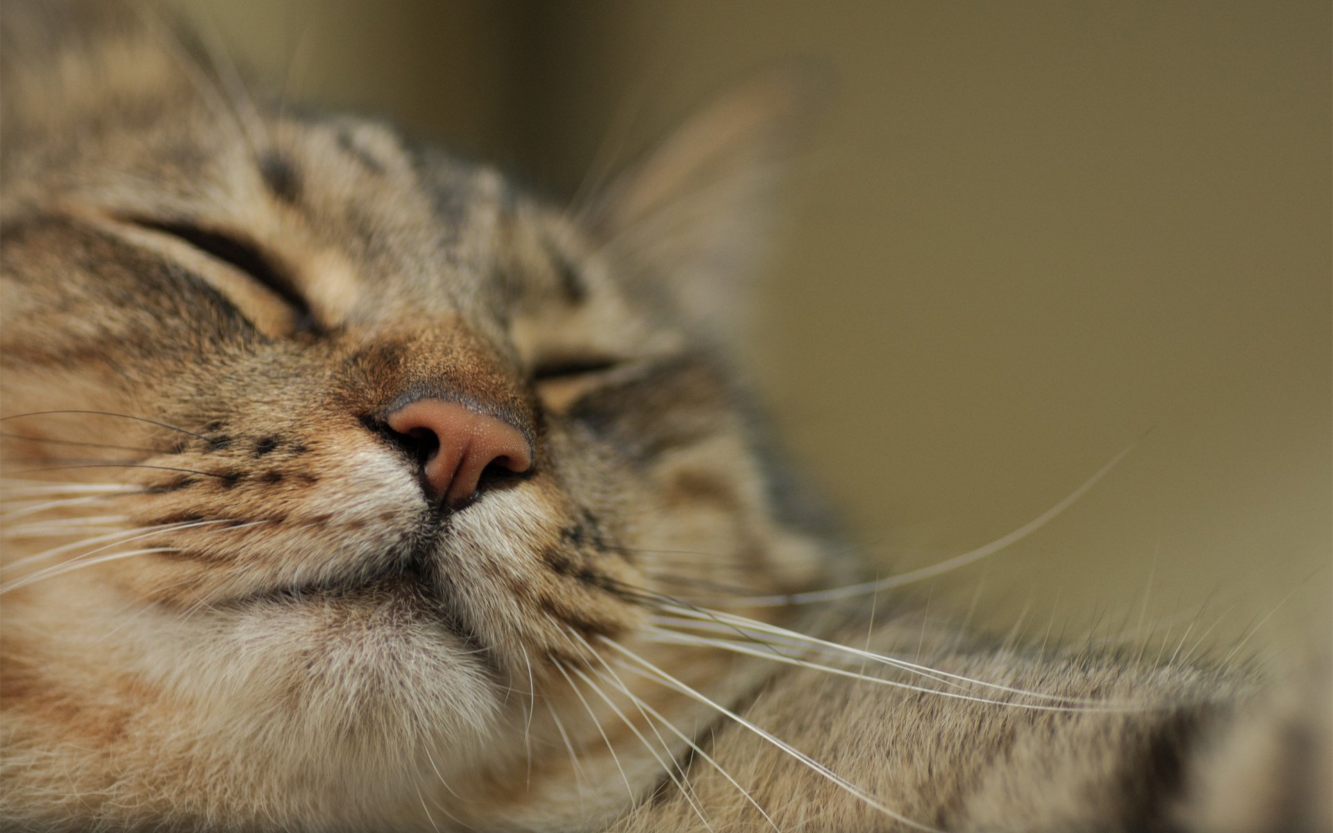 cat face close up sleeping paw