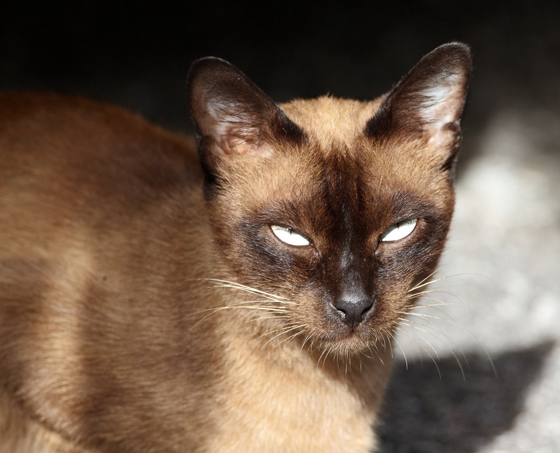 cat siamese view portrait