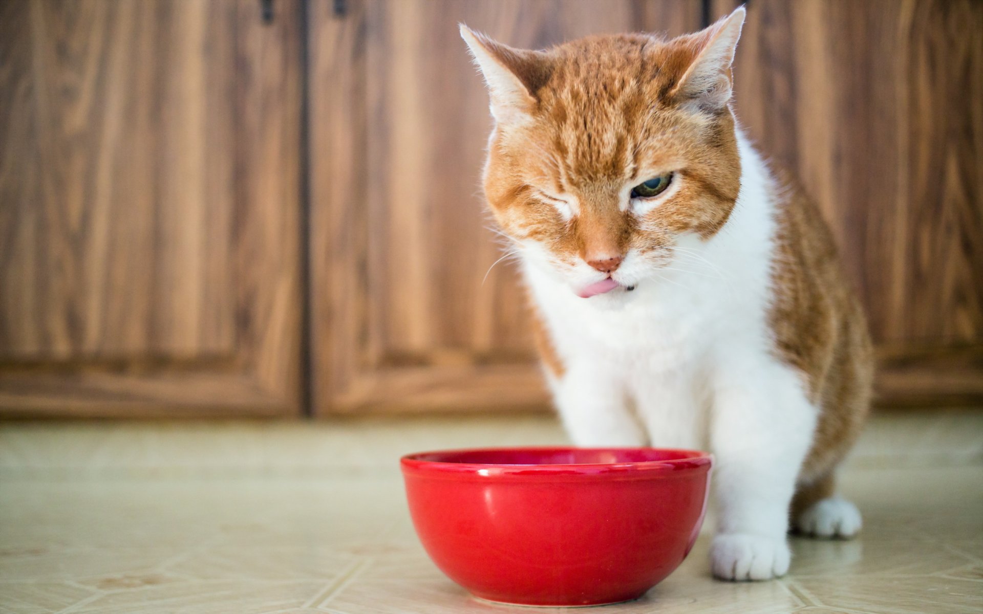 katze essen hintergrund