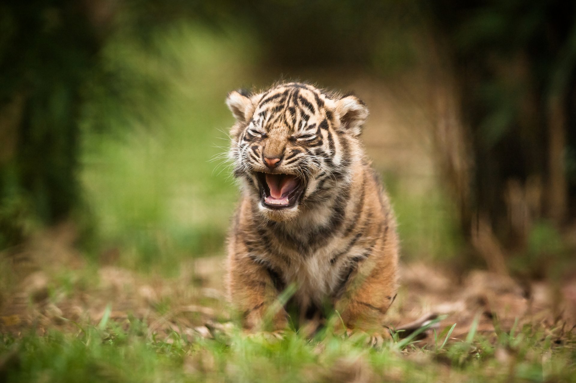 tiger sumatran cat tiger cub