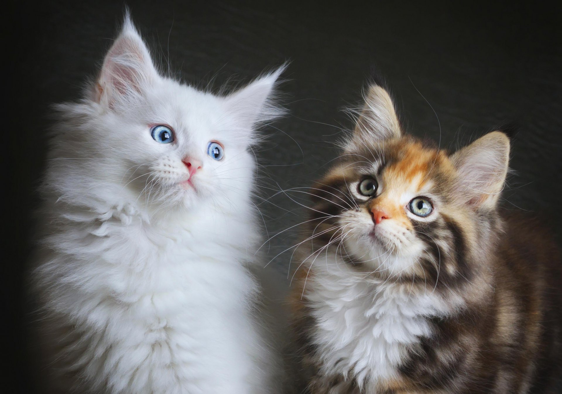 gatos gatitos dos peludos maine coons